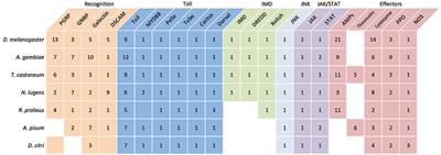 Annotation of the Asian Citrus Psyllid Genome Reveals a Reduced Innate Immune System